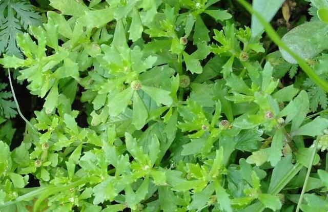 鹅不食草的功效与作用，鹅不食草的功效与作用及食用方法（农村田边这种小野草）