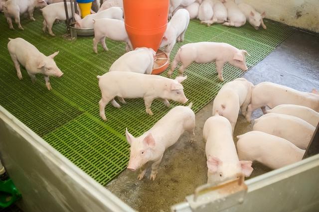 如何养猪，鸡粪如何养猪（科学养猪，养出品质好猪肉）