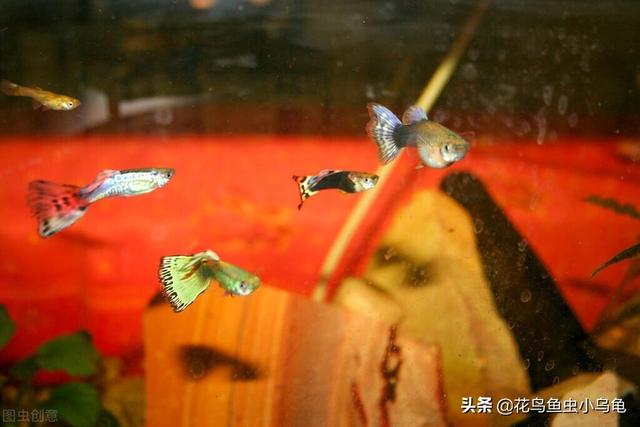 鱼苗养殖高产技术，鱼苗是怎么培育出来的（注意这些事项，小苗长得会更好）