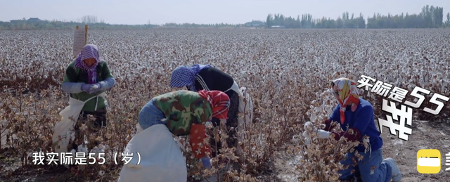 新疆摘棉花是什么梗，张智霖戴头巾摘棉花被阿姨误认为20多岁