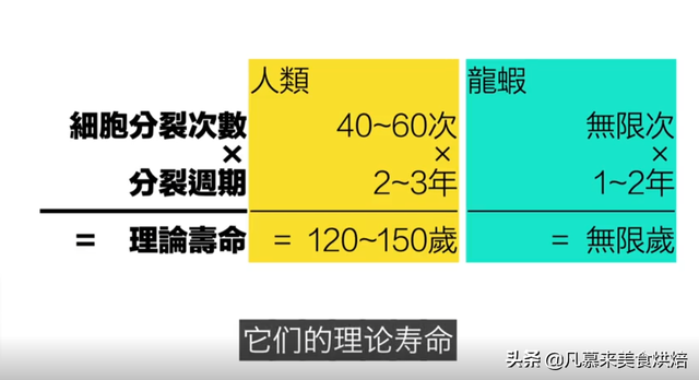 龙虾是什么动物，龙虾是什么动物由几部分组成（为什么这么多人喜欢吃）