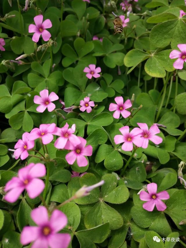 那些四月里开出绚烂花儿的野生植物们，四月有什么花开花