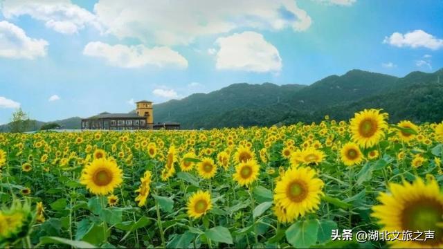 免费游湖北泡温泉，第8期：游花海、泡温泉