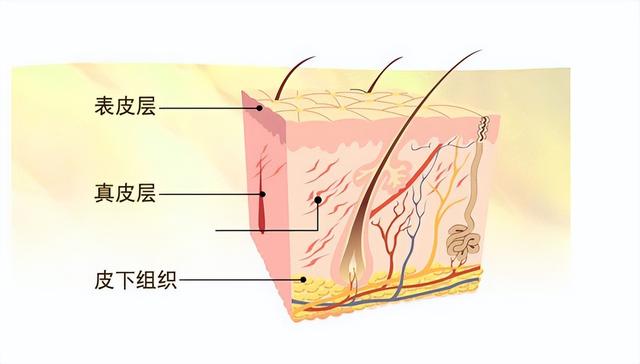 皮肤7个层次结构图，皮肤的五大层次（皮肤基础知识篇——皮肤的分层结构）