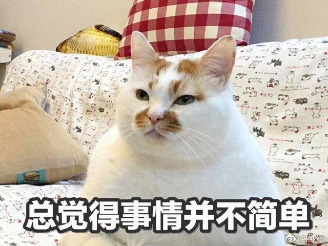 猫对人有感情吗，猫对人有感情吗图片（这些后果很揪心）