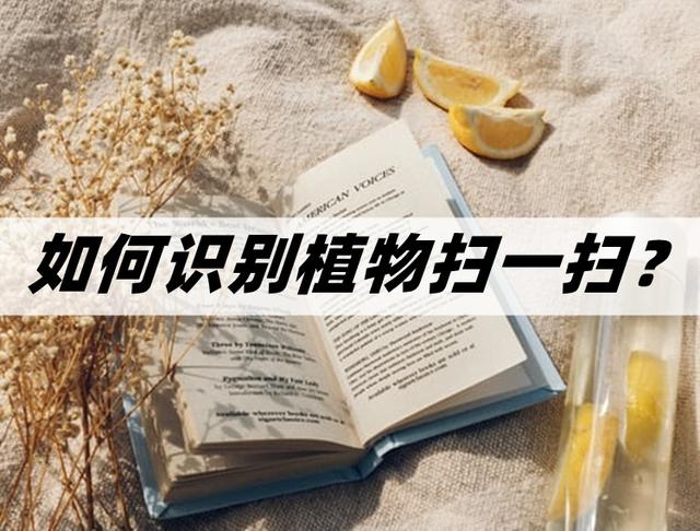 扫一扫鉴定植物（这两个方法用起来很简单）