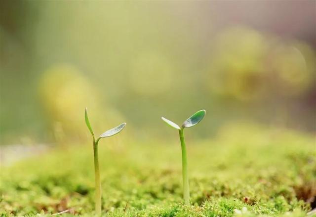 种子发芽过程图片，种子发芽六个过程（<带来希望的头像>）