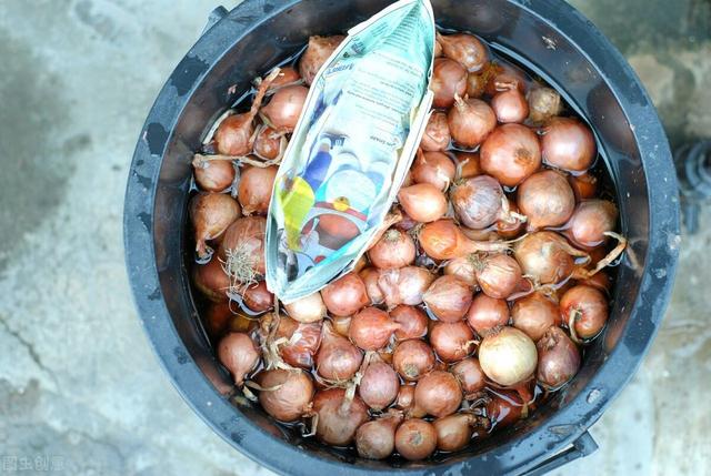 洋葱不能和什么一起吃，洋葱和什么不能一起吃（洋葱发芽长苗了还能吃吗）