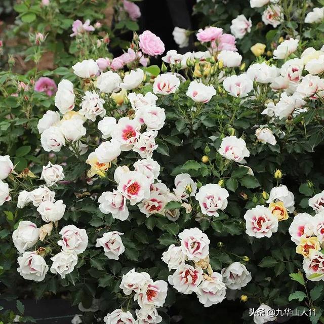 红帽子月季的品种介绍和养殖方法,小红帽月季有几种颜色(常见丰花月季