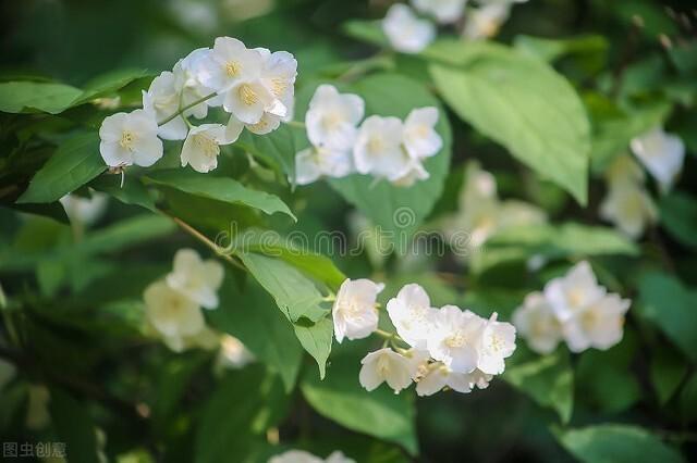 茉莉花可以泡茶吗，茉莉花茶哪个好喝（却不适合“在家”养）