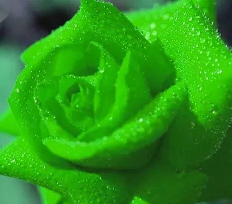 漂亮的玫瑰花图片，简单的又好看的手工玫瑰花（分享图片一漂亮迷人的玫瑰花）