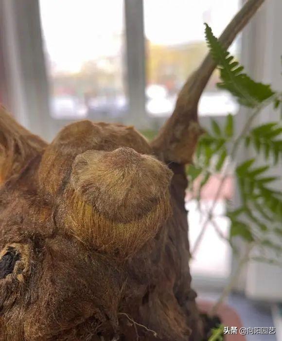 金毛狗蕨，据说广西遍地都是（金毛狗蕨类植物）