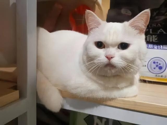 猫肉好吃吗，猫肉的十种吃法（原来李时珍已告诉我们答案）