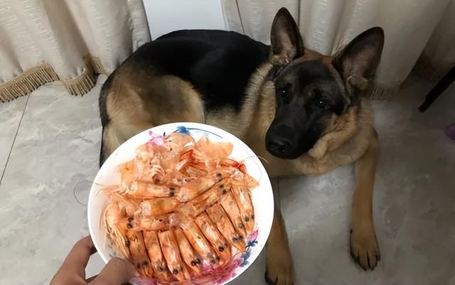 适合狗狗吃的食物，狗狗适宜吃什么食物（这些食物对狗狗来说是“人间鲜美”）