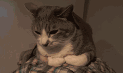 猫为什么揣手，猫为什么揣手走路（养猫多年的你，未必知道）