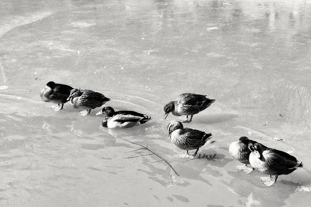 冬天吃什么菜比较好，冬天吃什么菜好呢（明日进入“冬四九”）