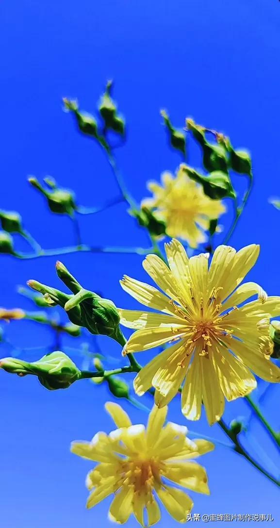 美图，可做壁纸，可以做壁纸的图片 唯美（愿你的生活像花一样灿烂）