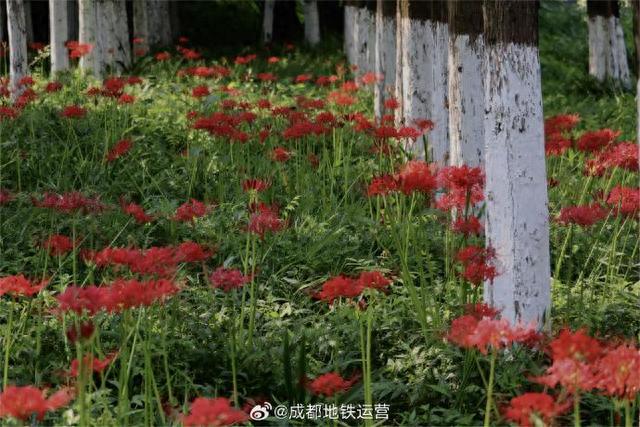 坐地铁打卡成都