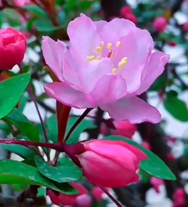 唯美花朵，唯美花朵图片（唯美清新的花朵图片）