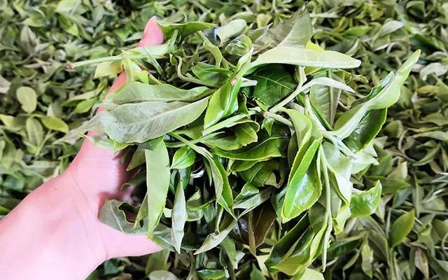 老曼峨属于什么茶类，为什么还有茶友喜欢喝