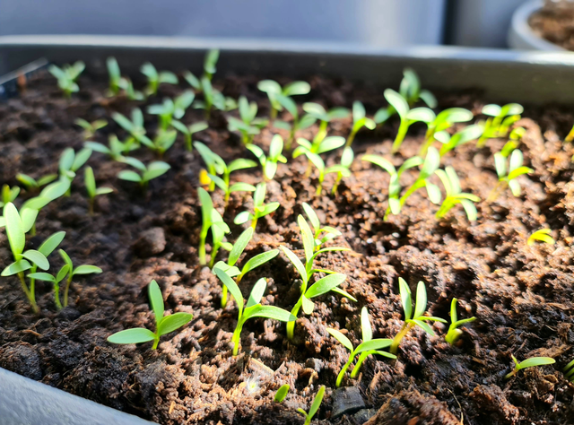 在家种菜苗的种植方法，家用苗菜种植教程（有“一步”很重要）