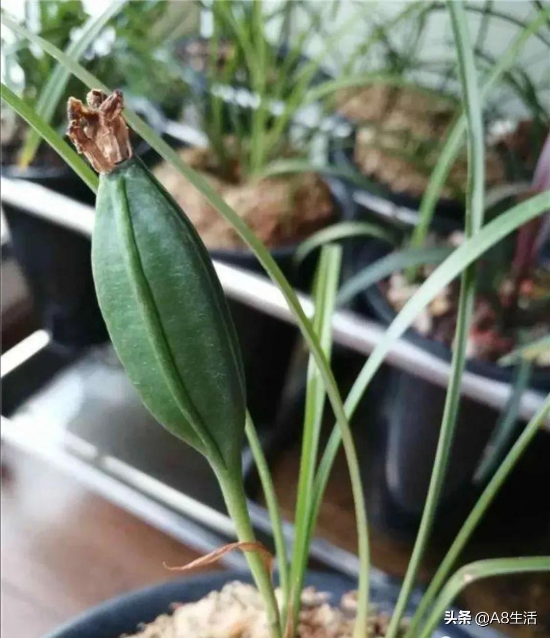 虾脊兰值多少钱(探究兰花的奥秘) - 价格百科