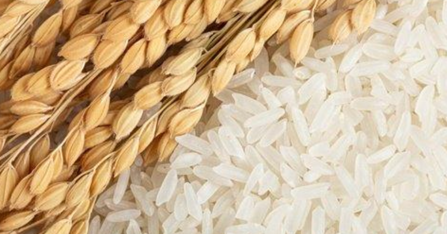 江米和糯米一样吗，江米和糯米一样吗 新闻（究竟是什么原因引起的大米口感的差异）