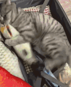 世界上十大最漂亮的猫，世界上十大最漂亮的猫品种有哪些（养猫“首选”这6种猫）