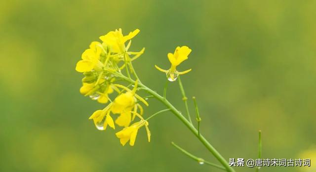 描写春雨的词语，描写春天细雨绵绵词语（春雨蒙蒙地下）