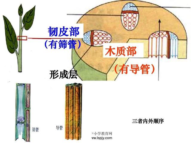 植物的导管和筛管的区别，植物也有“动脉”和“静脉”你知道吗