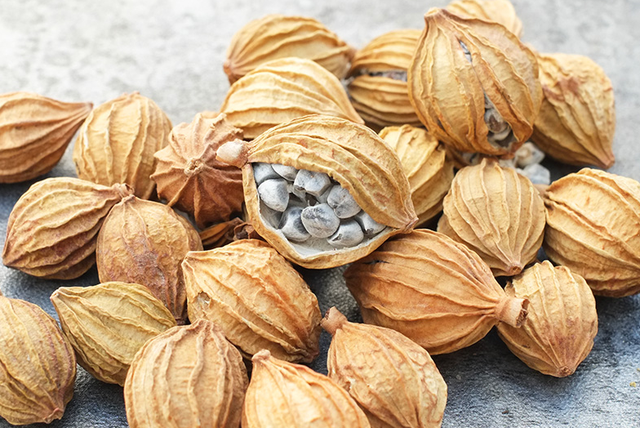 姜的种类和功效，姜的种类和功效和作用（12种姜科的辛香料）