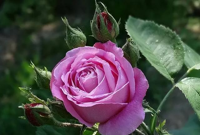 梅花象征什么，梅花象征什么青松象征什么雪花象征什么（中国十大名花排行榜）