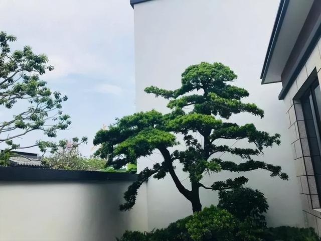 树木的作用和好处，树木的作用（种一棵好处多）