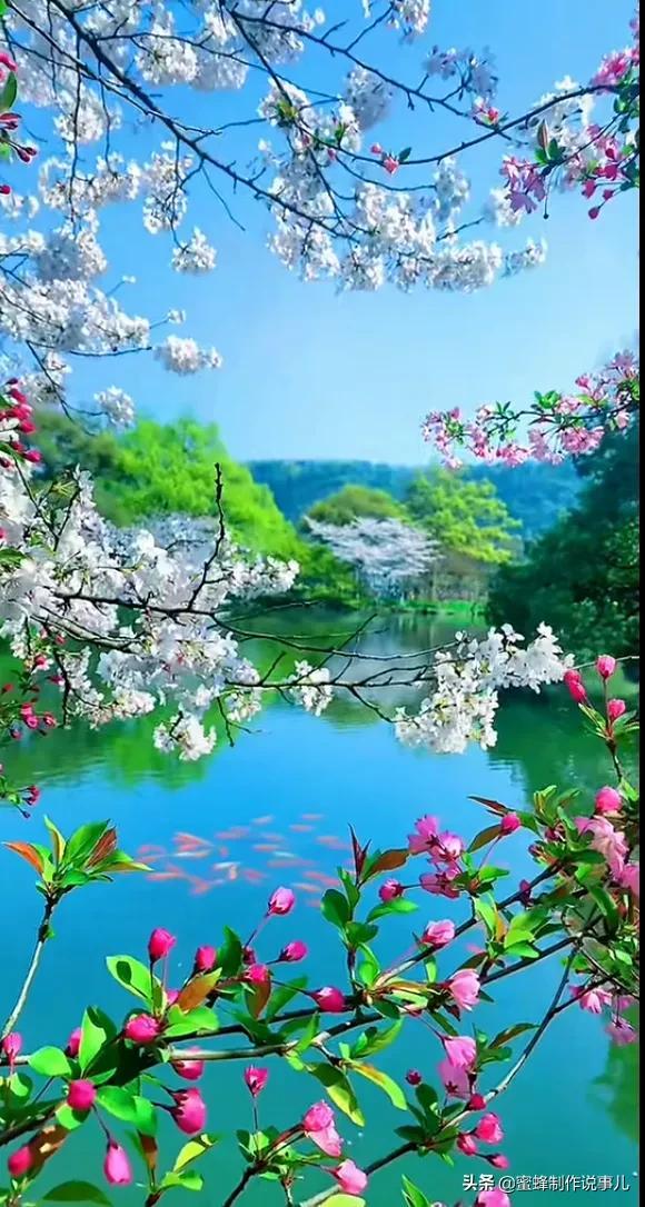 适合做微信头像的花朵图片，微信头像风景花朵图片     春暖花开（春暖花开的季节，美如仙境）