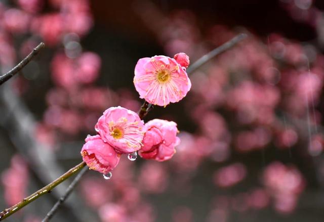 姬金鱼草，爱自己才能更好爱他人（姬金鱼草和金鱼草的区别）