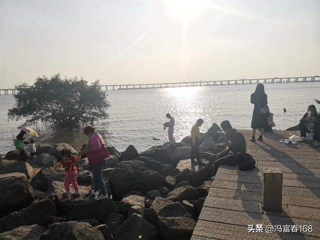 西湾红树林公园，宝安西湾红树林湿地公园建设