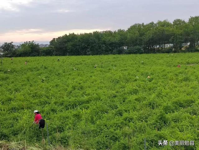 金银花种植前景如何，金银花种植前景如何 市场前景（金银花里摘“金银”）