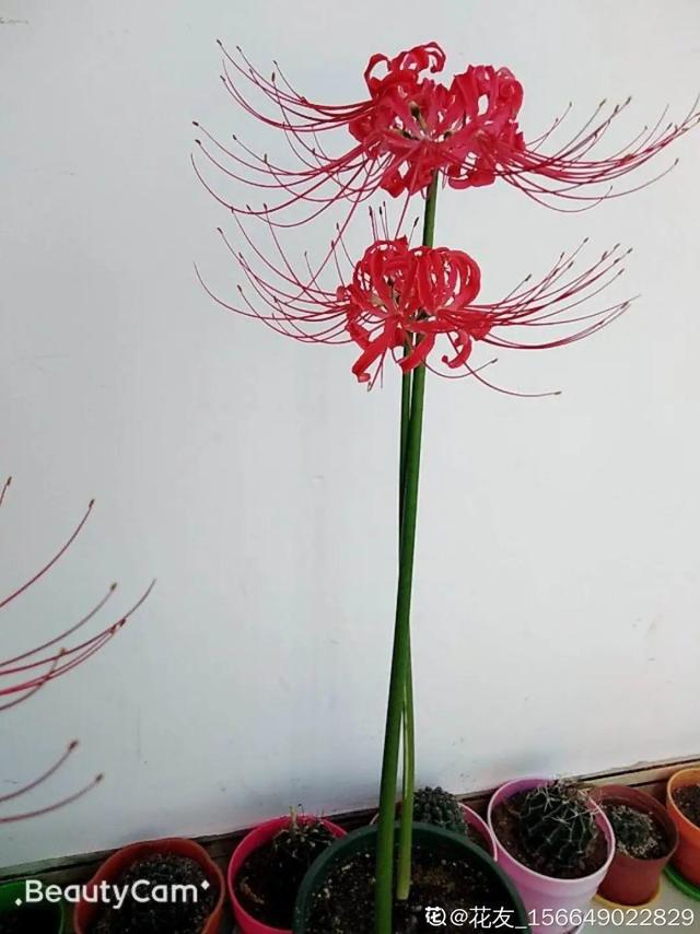 彼岸花为什么不能养，彼岸花为什么不能养视频（养在家里“有麻烦”）
