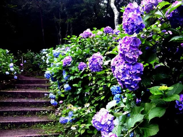 花，花好月圆人长久（72种鲜花欣赏图片）