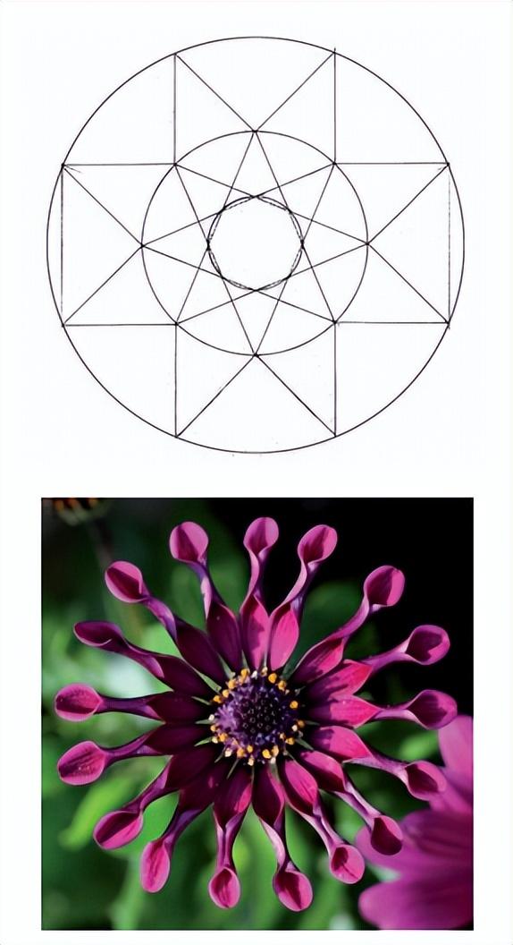 花朵的构造有哪些，花朵的组成结构（暴力拆解花朵的几何结构）