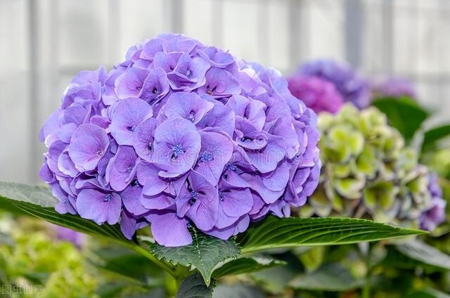 适合盆栽的花卉 ，好养易活的盆栽花卉（“花旺人不旺”）