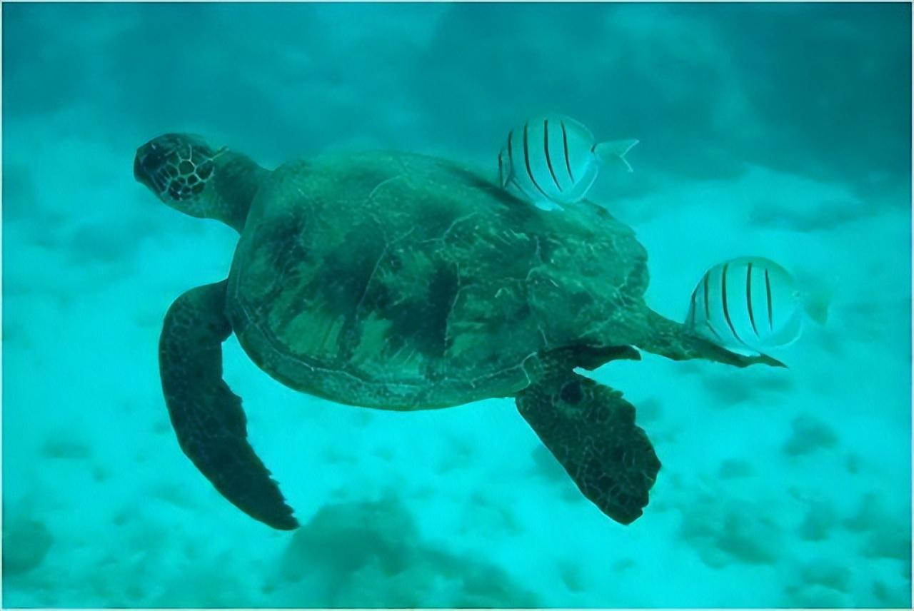 世界上最大的海龟(龟中)