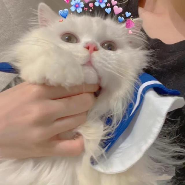 超搞笑的二货逗比萌宠头像 你的可爱治愈世间一切的不可爱微信，超搞笑的二货逗比萌宠头像 你的可爱治愈世间一切的不可爱（治愈系萌宠头像）