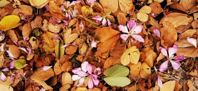 花开花落的意思，花开花落是什么意思（何事奈诗歌——听风听雨听落花）