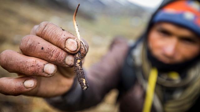 食用菌菇类十大排名，十大最好的菌菇排名是什么（盘点世界上最贵的菌菇）