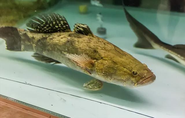 南方有种雄鱼学名是什么鱼，雄鱼属于什么鱼（过去农村常见的“笋壳鱼”是外来物种）