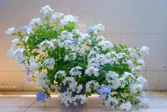 冬天开的白花有哪些，冬天开的白花有哪些品种（白雪花虽然名气不及蓝雪花）