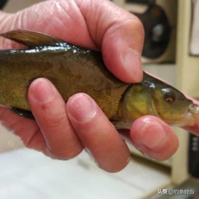 丁鱼岁（丁鱼系），怎样垂钓有皇家宠鱼之称的丁鱥（鱼丁系是啥）