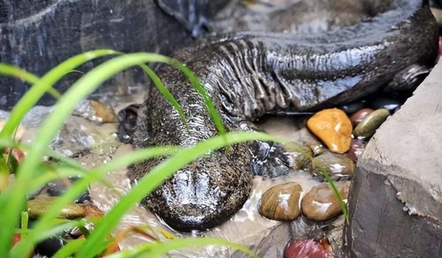 水虺是娃娃鱼吗,娃娃鱼是干嘛的(《山海经》现存物种之一)