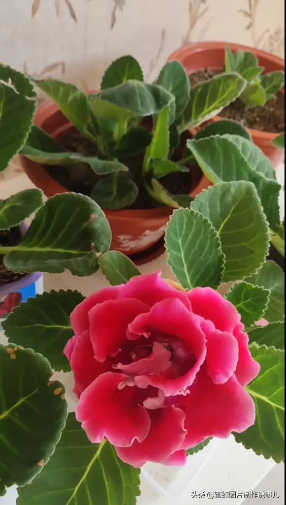 风景美图，风景美图壁纸（鲜花争艳，美景如画，过目不忘）